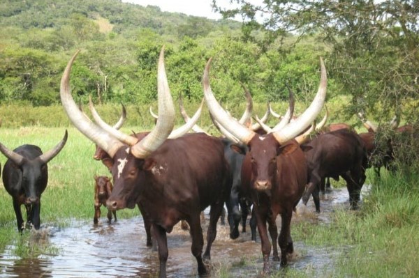 Rwandans